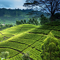 NUWARA ELIYA